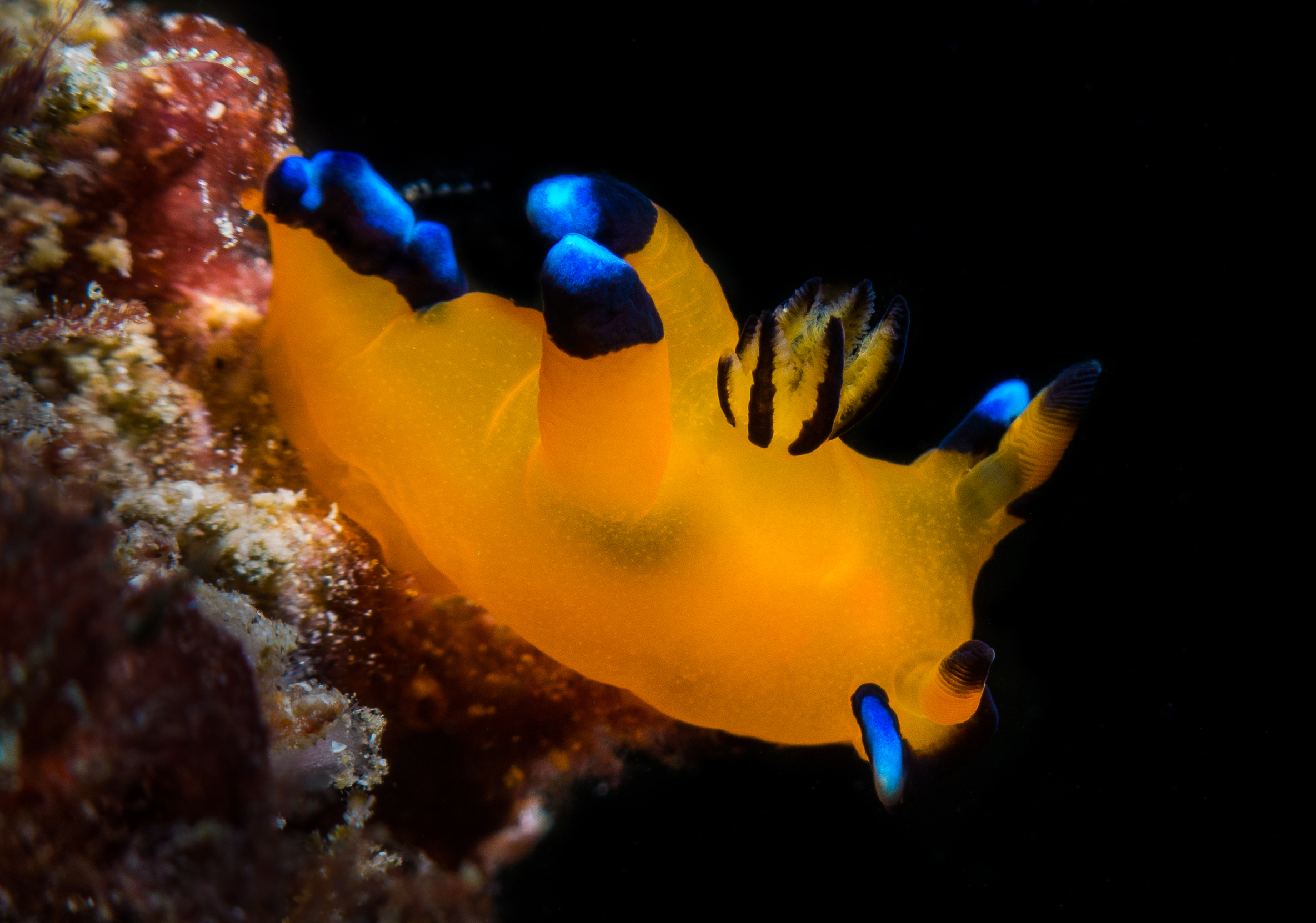 3 Essential Tips For Better Macro Photos